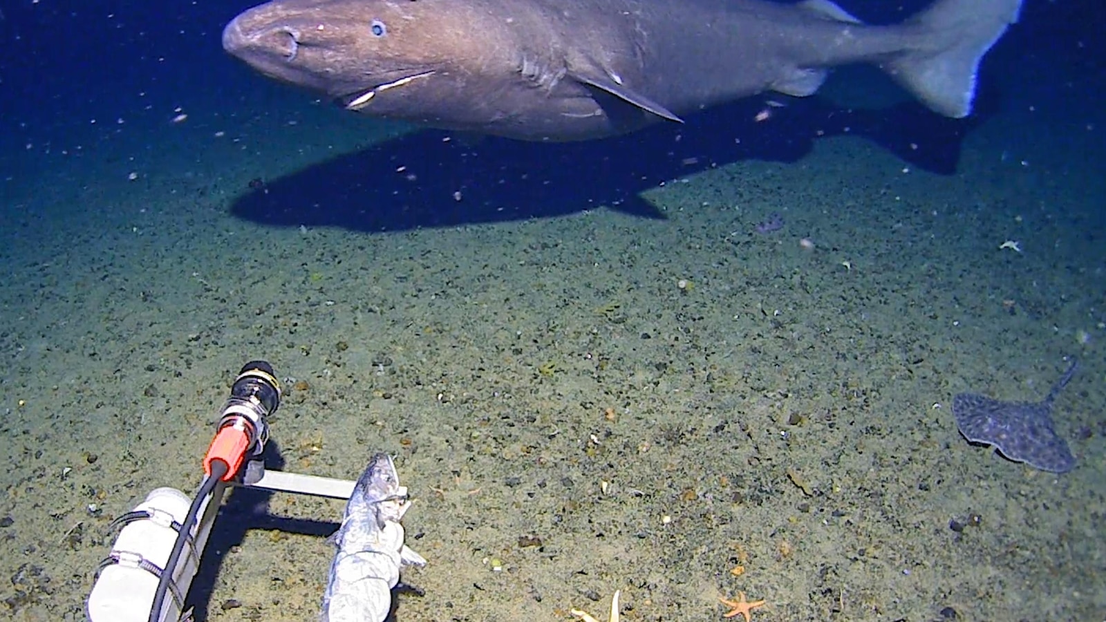 Surprise shark caught on camera for first time in Antarctica’s near-freezing deepnomadictrails